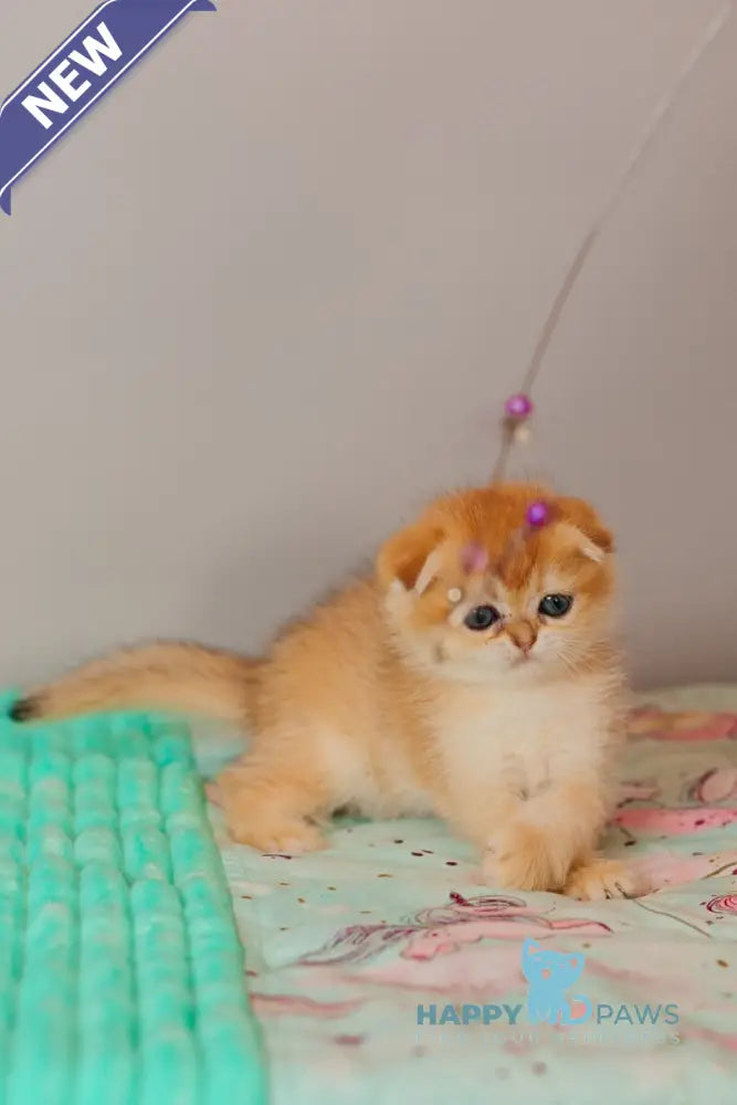 Wednesday Scottish Straight female black golden shaded live animals
