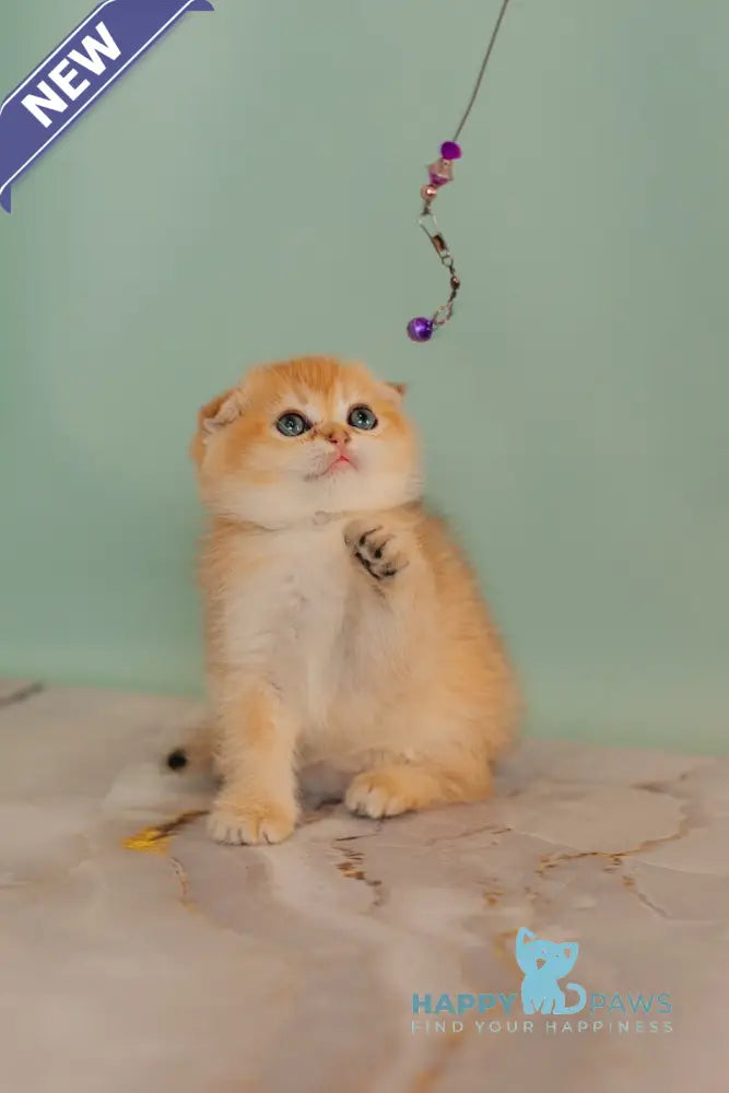 Wednesday Scottish Straight female black golden shaded live animals