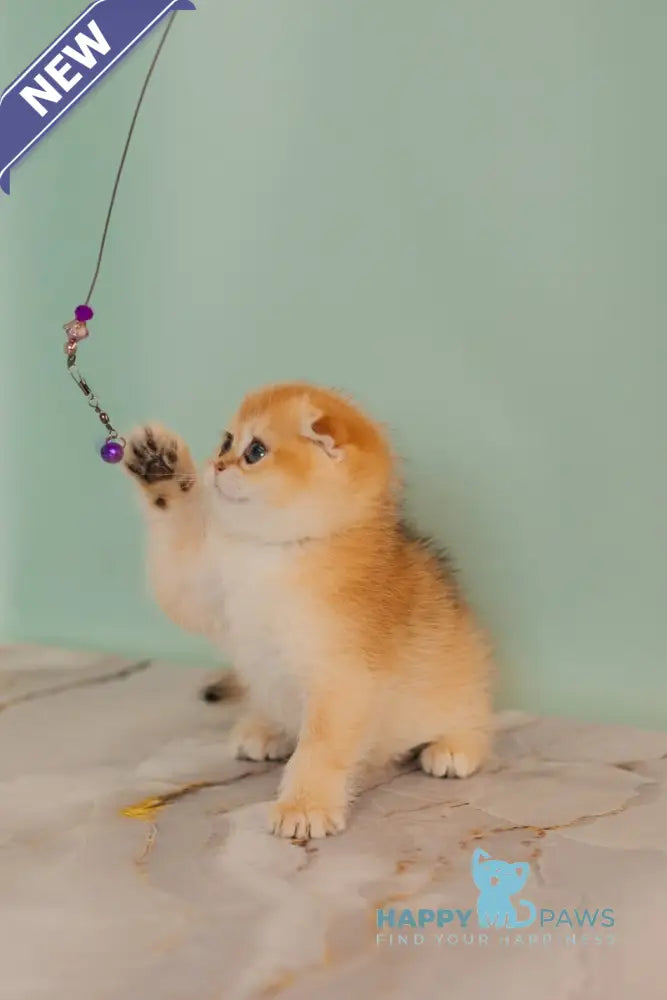 Wednesday Scottish Straight female black golden shaded live animals