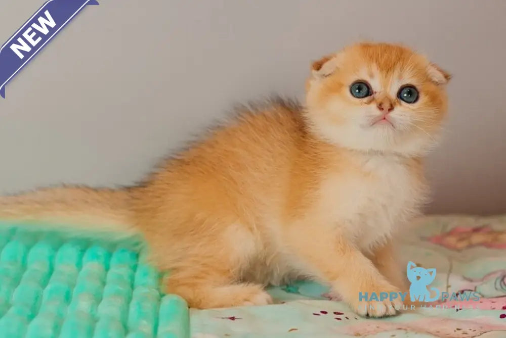 Wednesday Scottish Straight female black golden shaded live animals