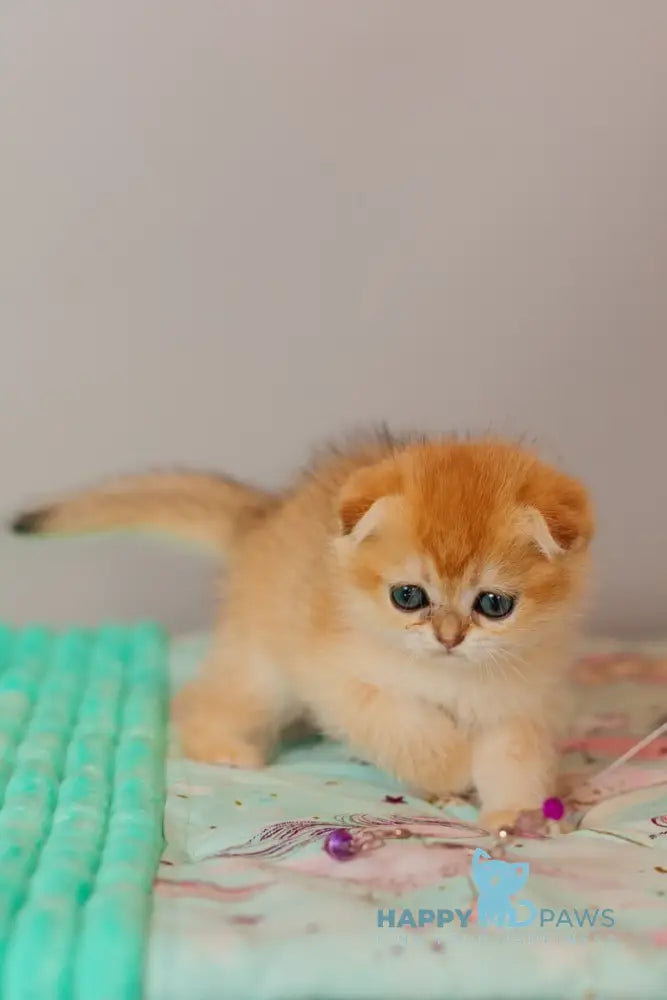 Wednesday Scottish Straight female black golden shaded live animals