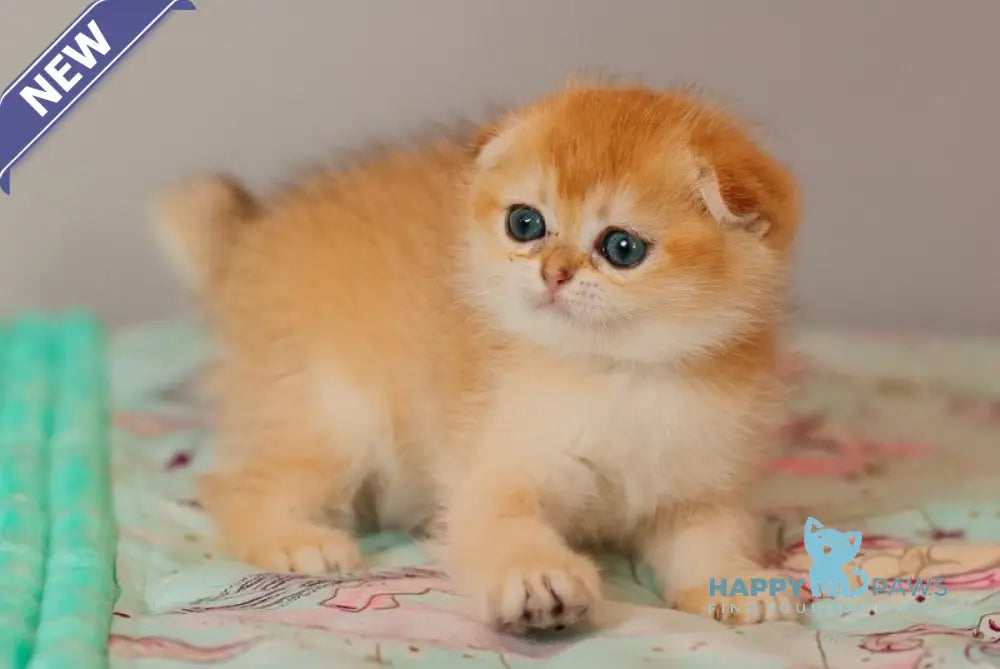 Wednesday Scottish Straight female black golden shaded live animals