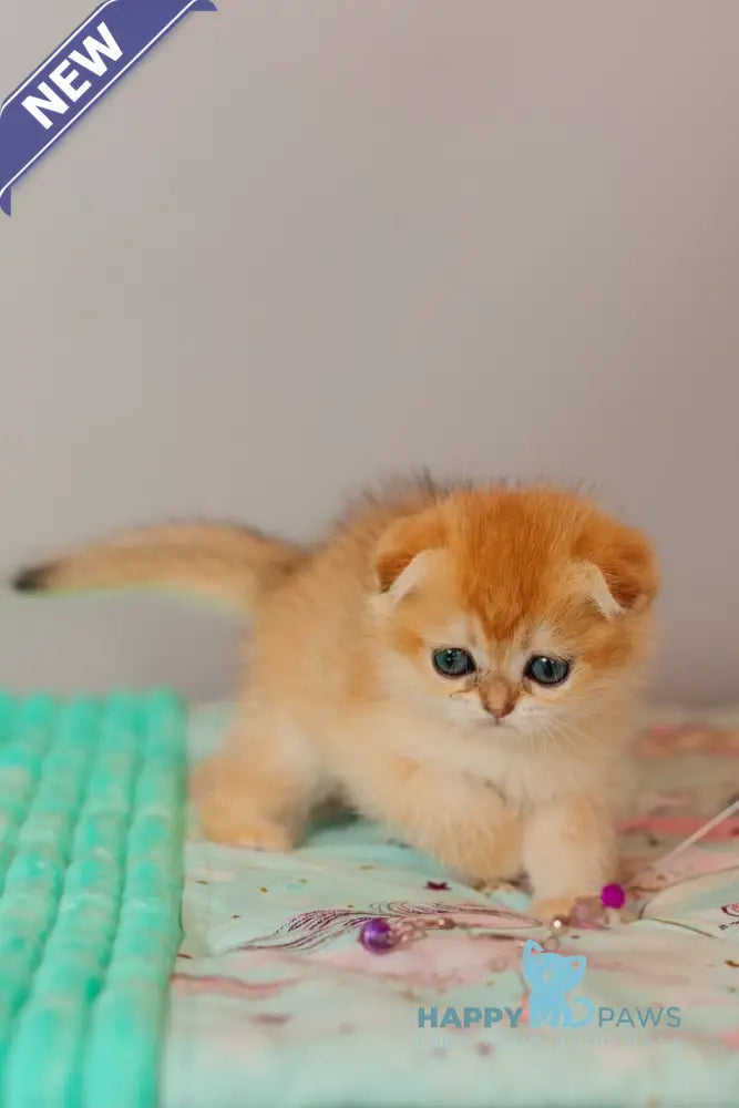 Wednesday Scottish Straight female black golden shaded live animals