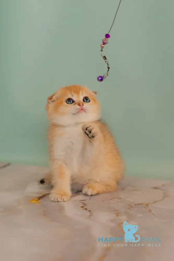 Wednesday Scottish Straight female black golden shaded live animals