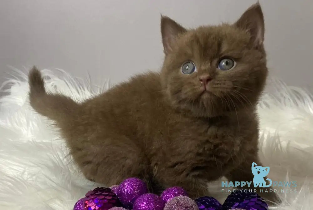 Wegas British Shorthair male chocolate live animals