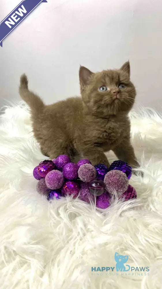 Wegas British Shorthair male chocolate live animals