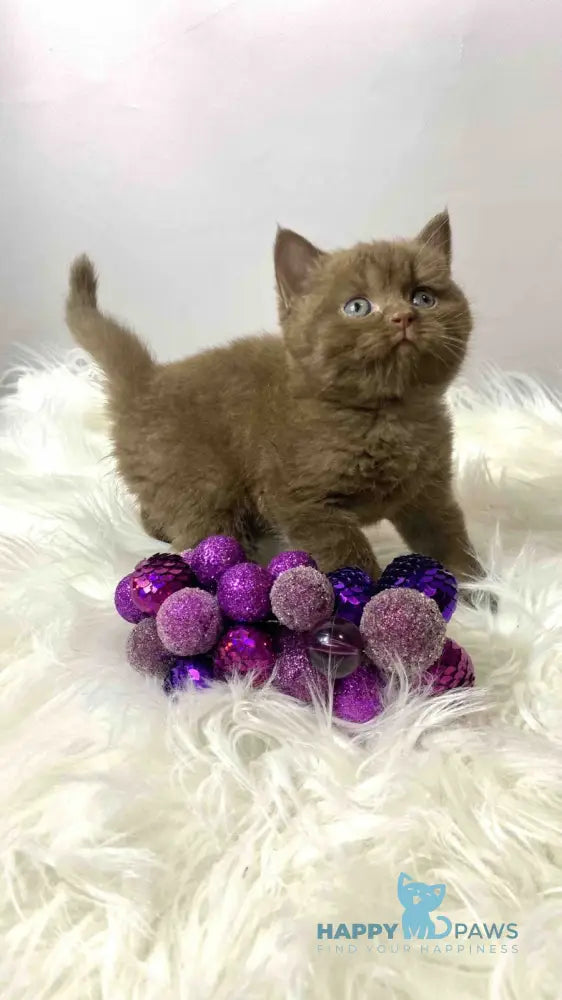 Wegas British Shorthair male chocolate live animals