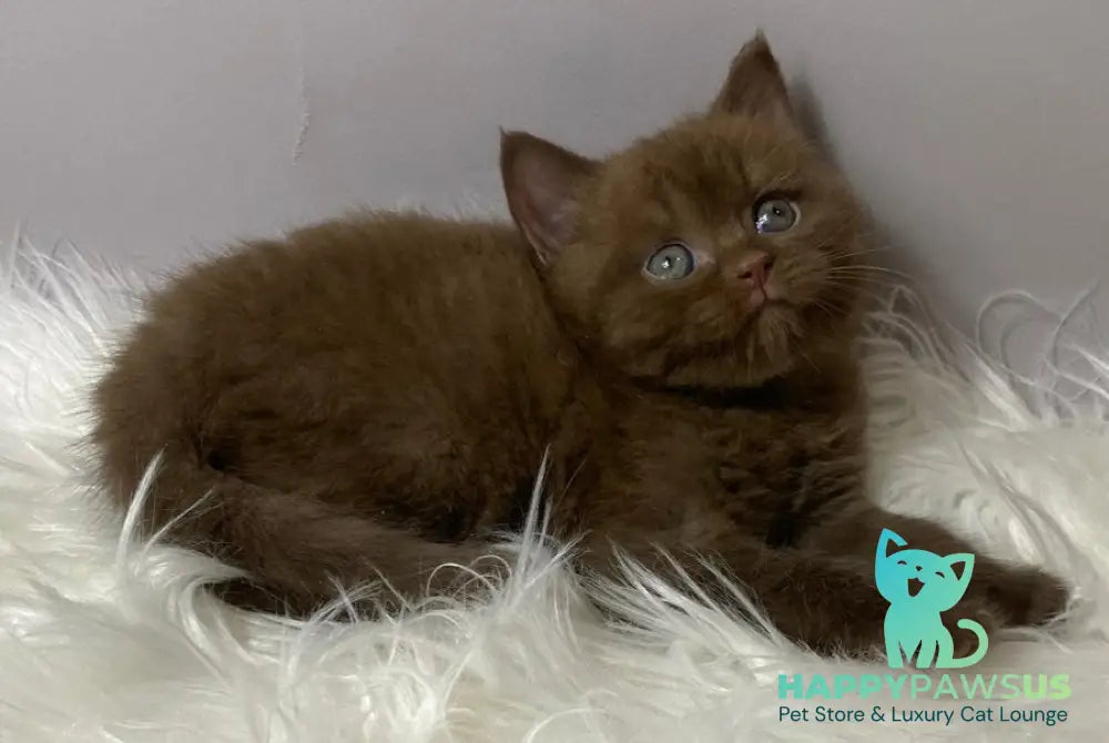 Wegas British Shorthair male chocolate live animals