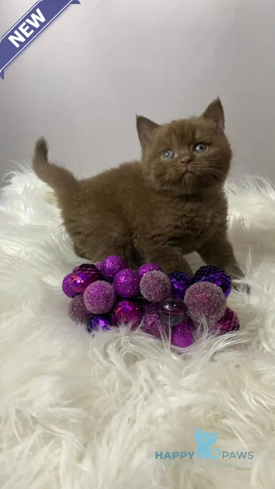 Wegas British Shorthair male chocolate live animals