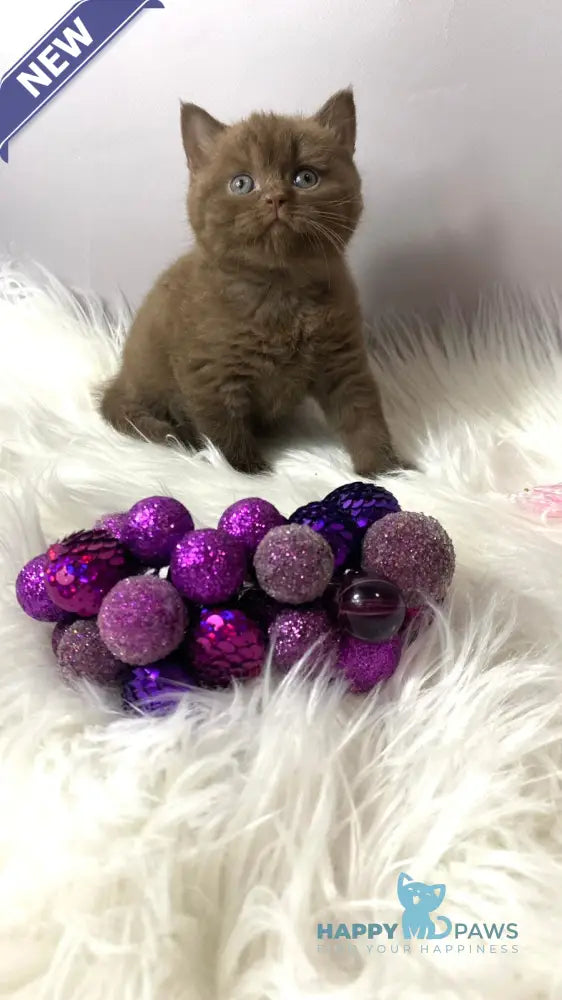 Wegas British Shorthair male chocolate live animals
