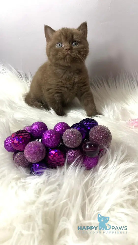 Wegas British Shorthair male chocolate live animals