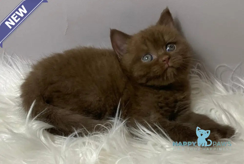 Wegas British Shorthair male chocolate live animals