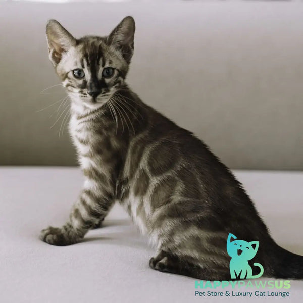 Weiss Bengal male black amber spotted tabby pointed - live animals