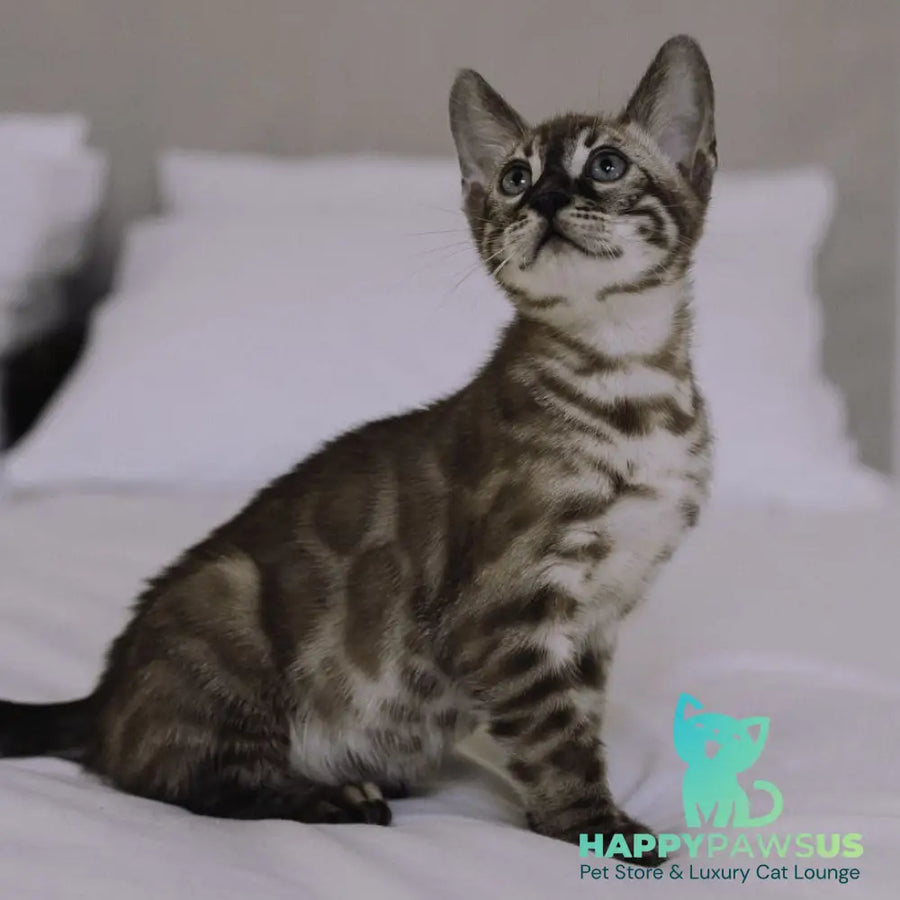 Weiss Bengal male black amber spotted tabby pointed - live animals