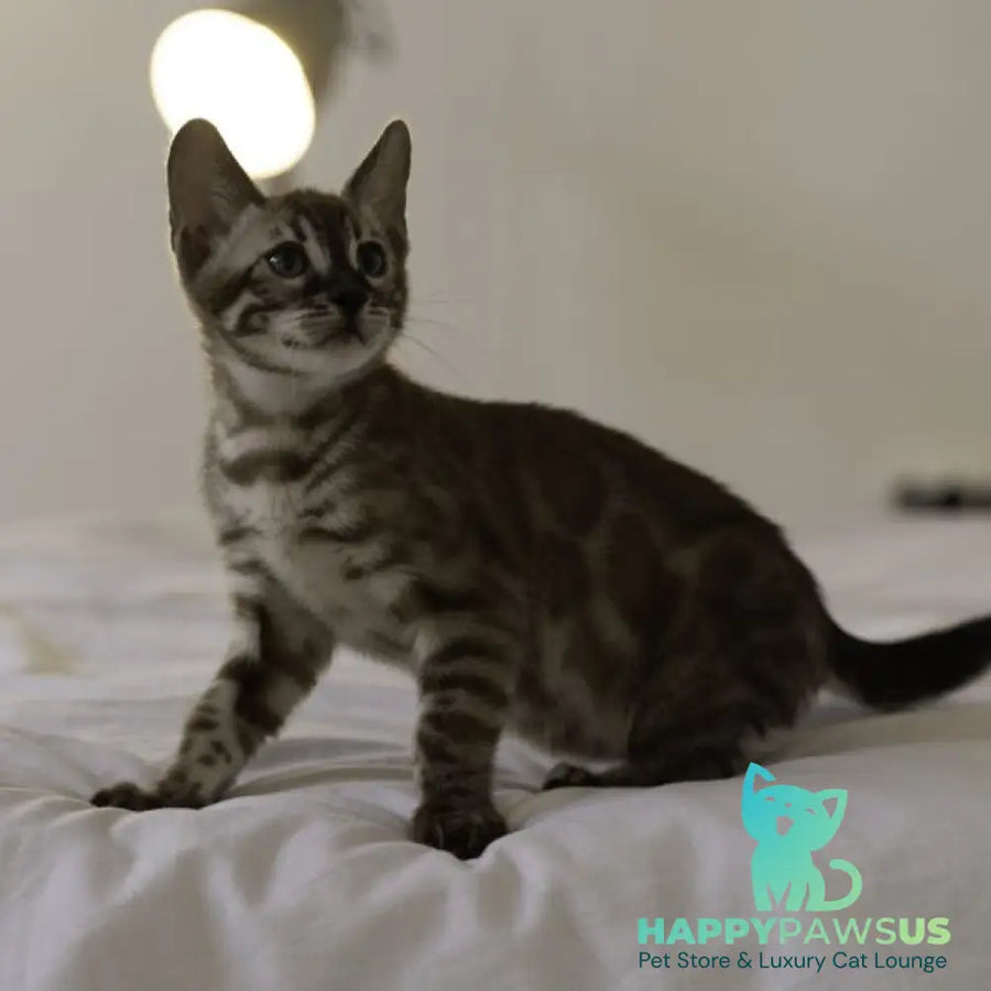 Weiss Bengal male black amber spotted tabby pointed - live animals