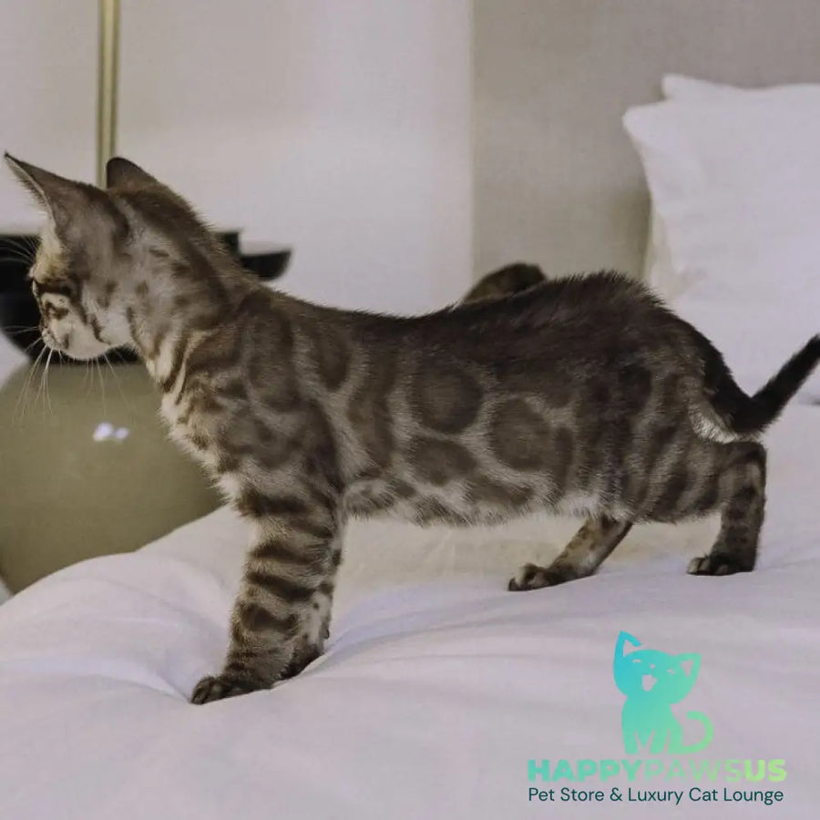 Weiss Bengal male black amber spotted tabby pointed - live animals