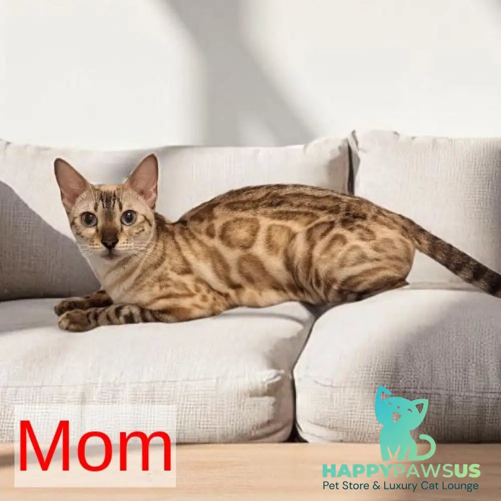 Weiss Bengal male black amber spotted tabby pointed - live animals