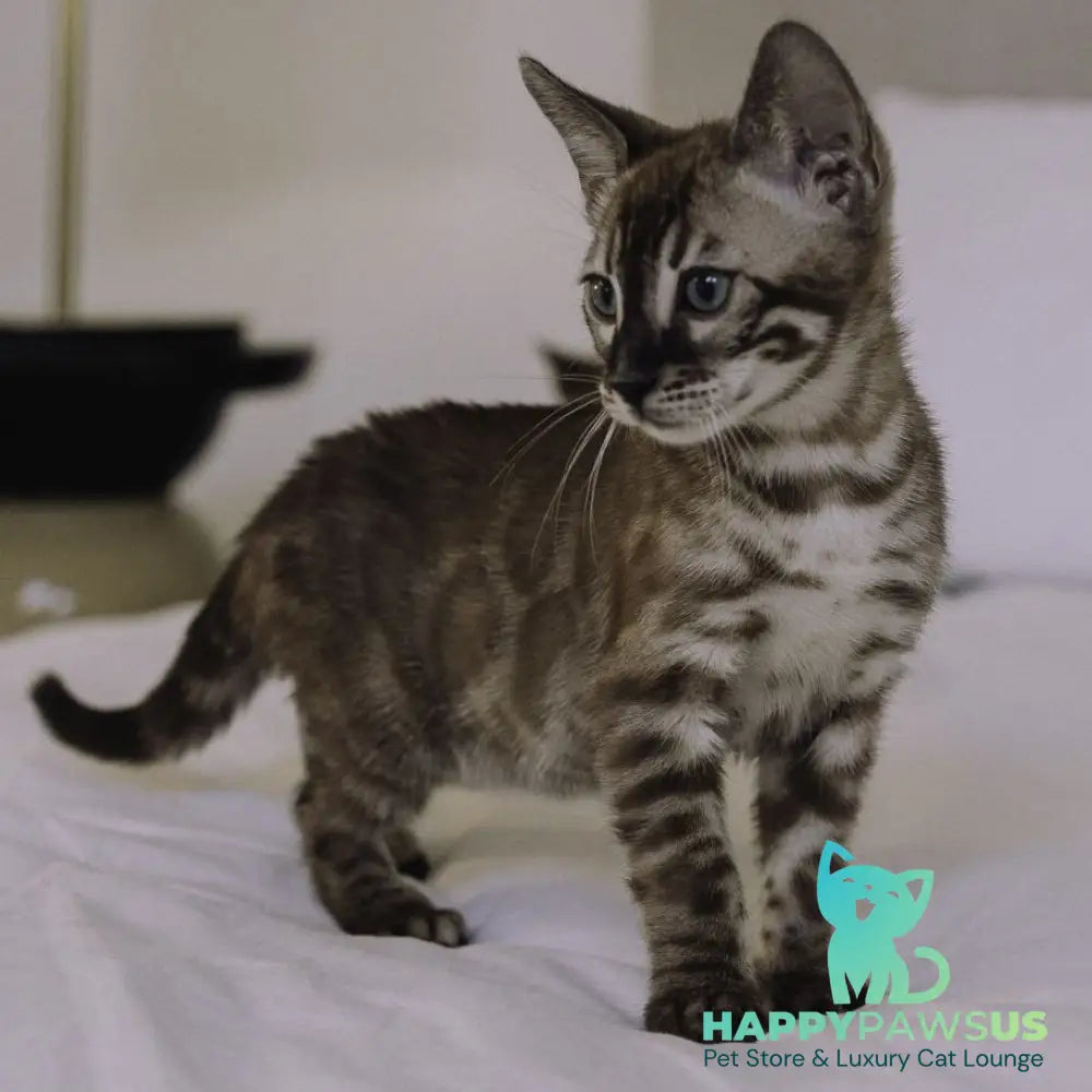 Weiss Bengal male black amber spotted tabby pointed - live animals