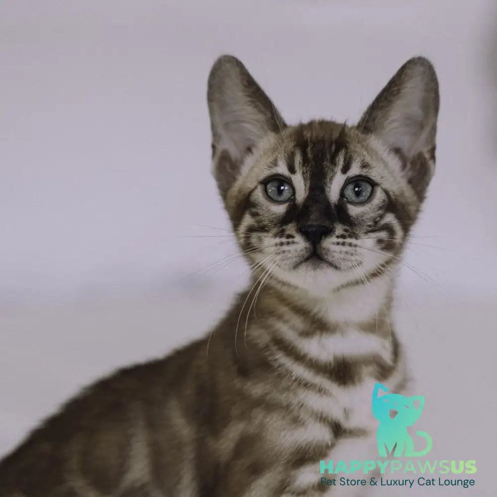 Weiss Bengal male black amber spotted tabby pointed - live animals