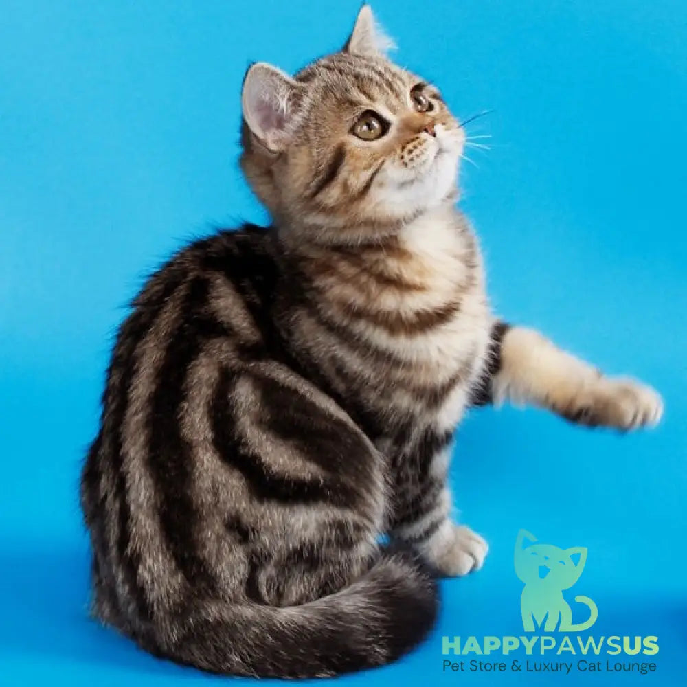 Weiss British Shorthair male black tabby - live animals
