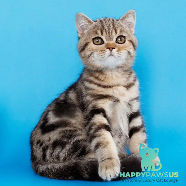 Weiss British Shorthair male black tabby - live animals