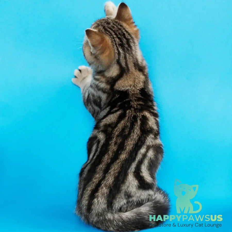Weiss British Shorthair male black tabby - live animals