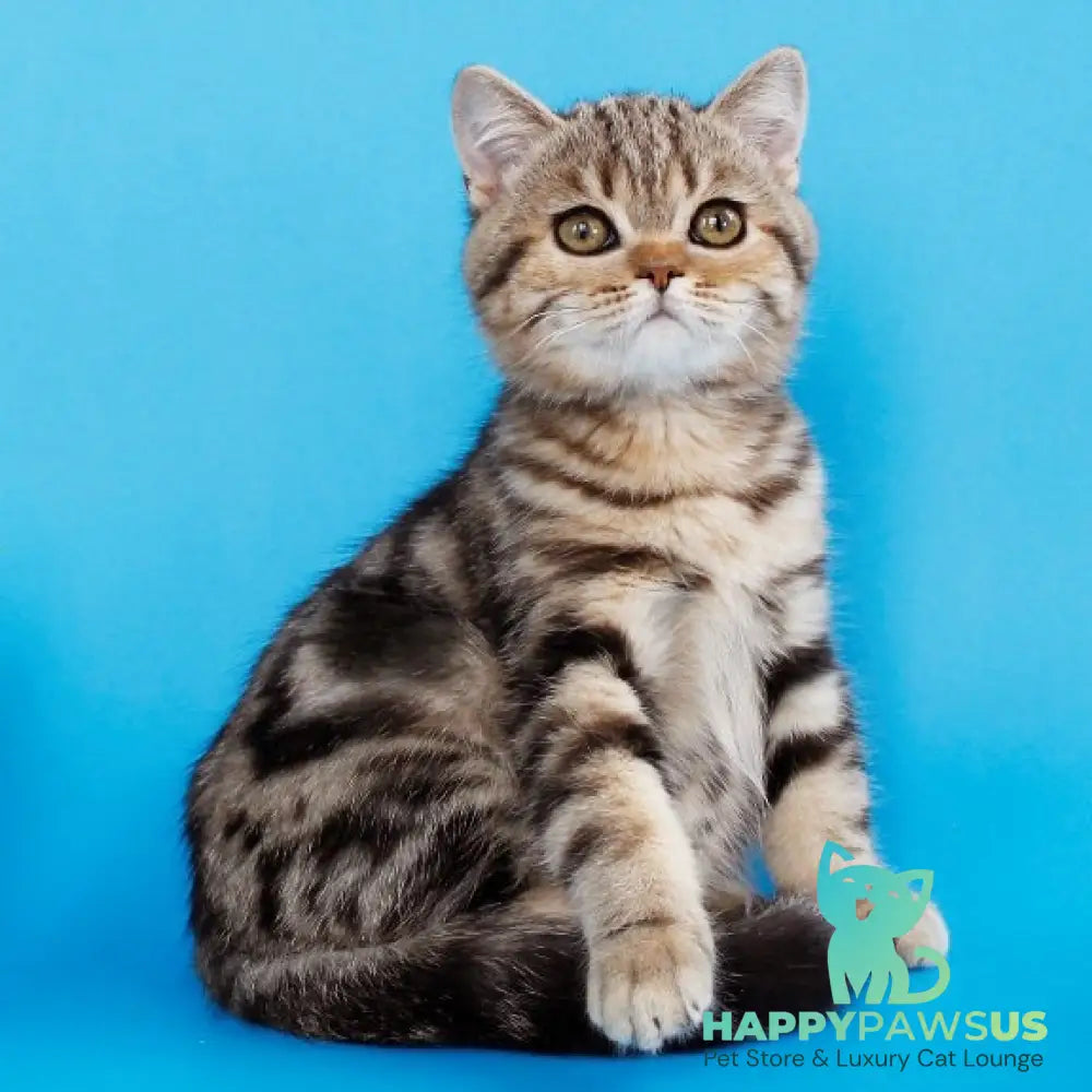 Weiss British Shorthair male black tabby - live animals