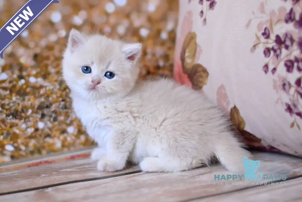 Wella British Shorthair female lilac golden shaded live animals