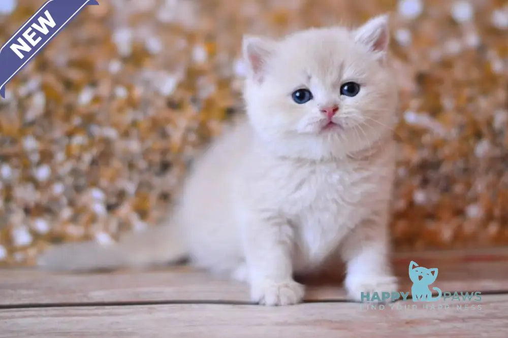 Wella British Shorthair female lilac golden shaded live animals