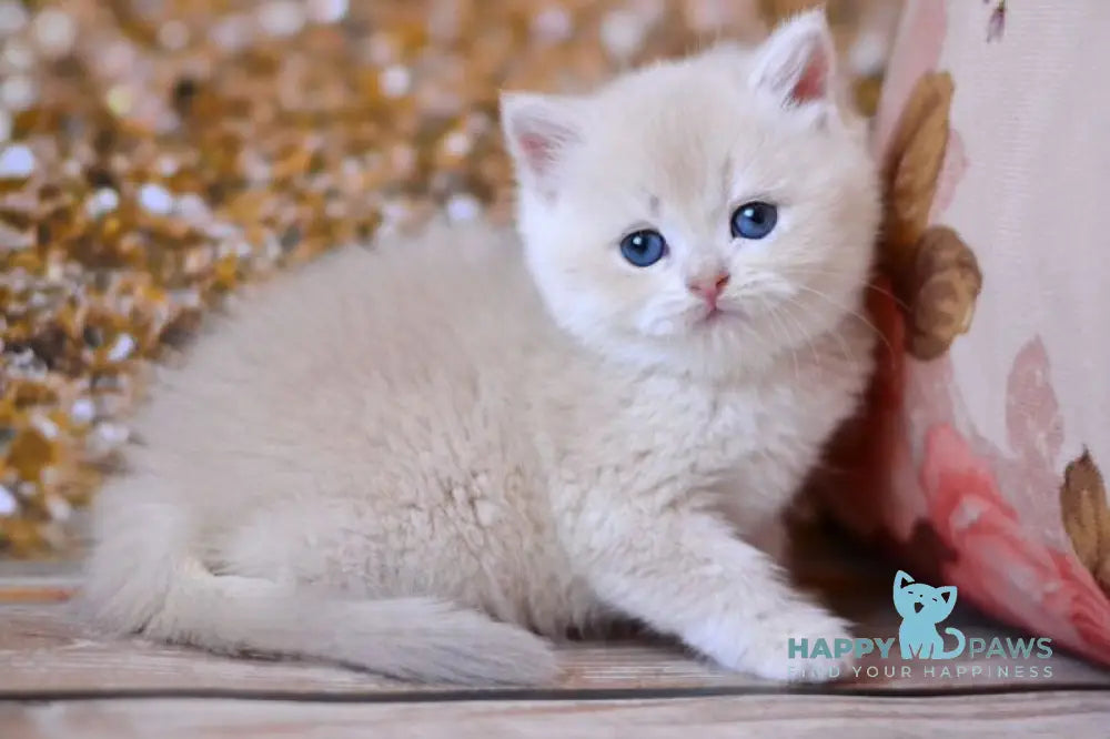 Wella British Shorthair female lilac golden shaded live animals