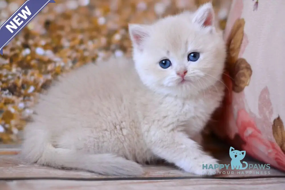 Wella British Shorthair female lilac golden shaded live animals
