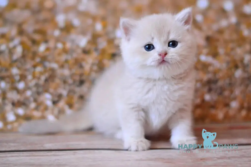 Wella British Shorthair female lilac golden shaded live animals