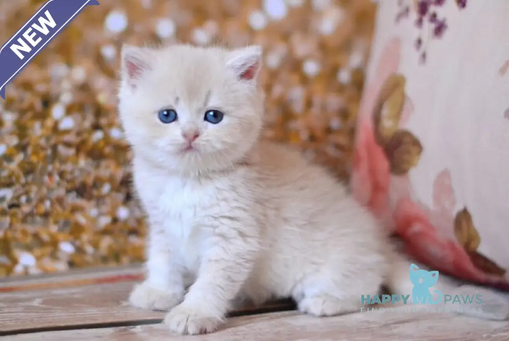 Wella British Shorthair female lilac golden shaded live animals