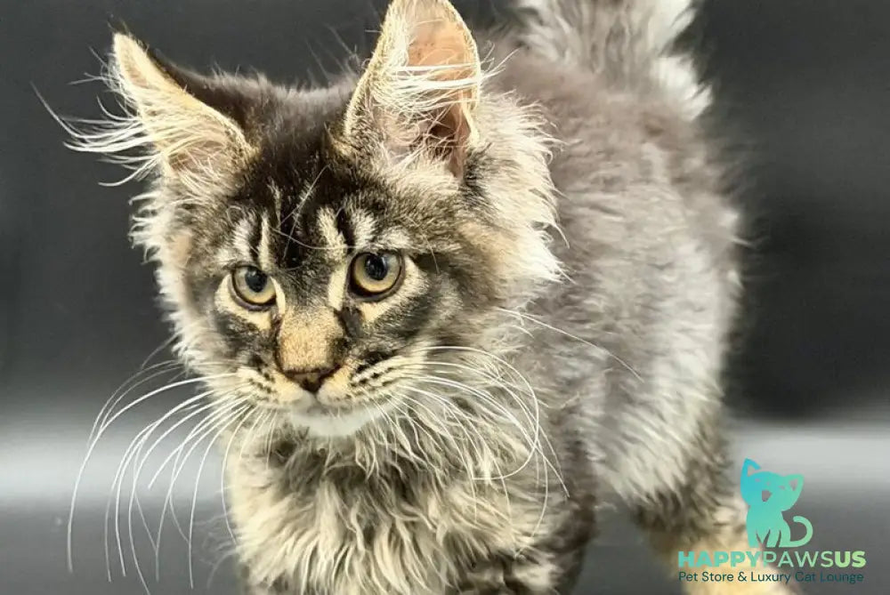 Wella Maine Coon female black ticked tabby - live animals