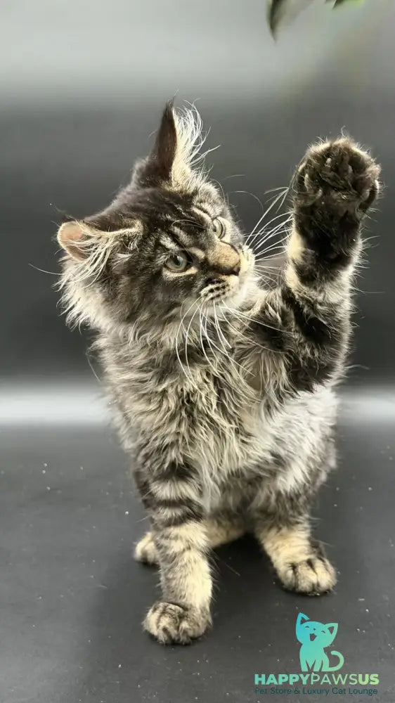 Wella Maine Coon female black ticked tabby - live animals