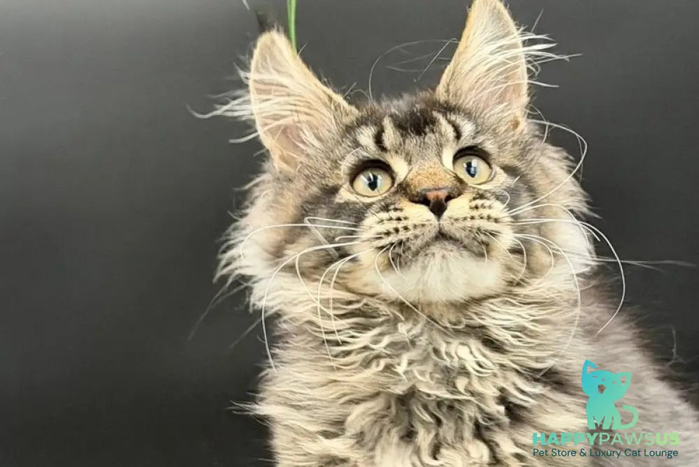 Wella Maine Coon female black ticked tabby - live animals