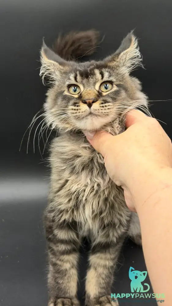 Wella Maine Coon female black ticked tabby - live animals
