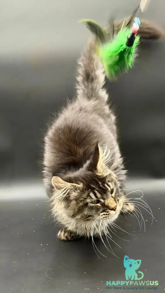 Wella Maine Coon female black ticked tabby - live animals