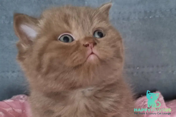 Wella Rose British Shorthair female сinnamon - live animals