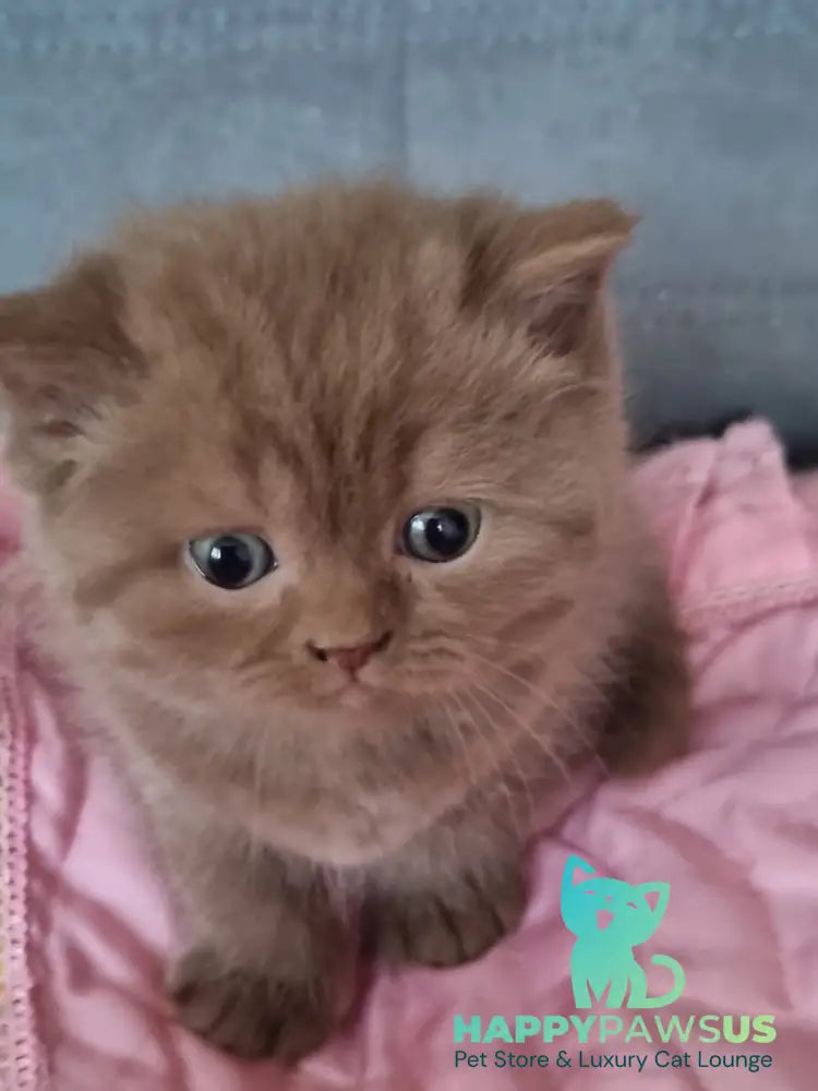 Wella Rose British Shorthair female сinnamon - live animals