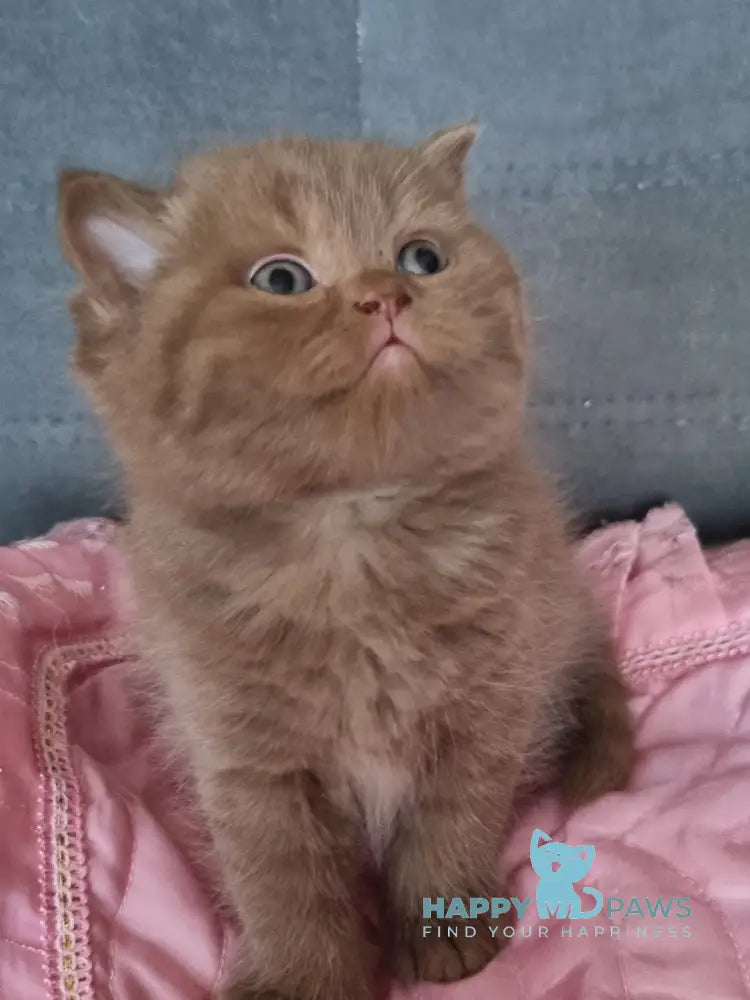 Wella Rose British Shorthair female сinnamon - live animals