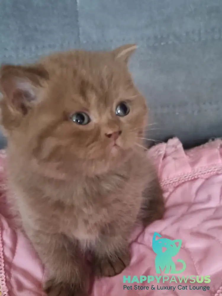 Wella Rose British Shorthair female сinnamon - live animals
