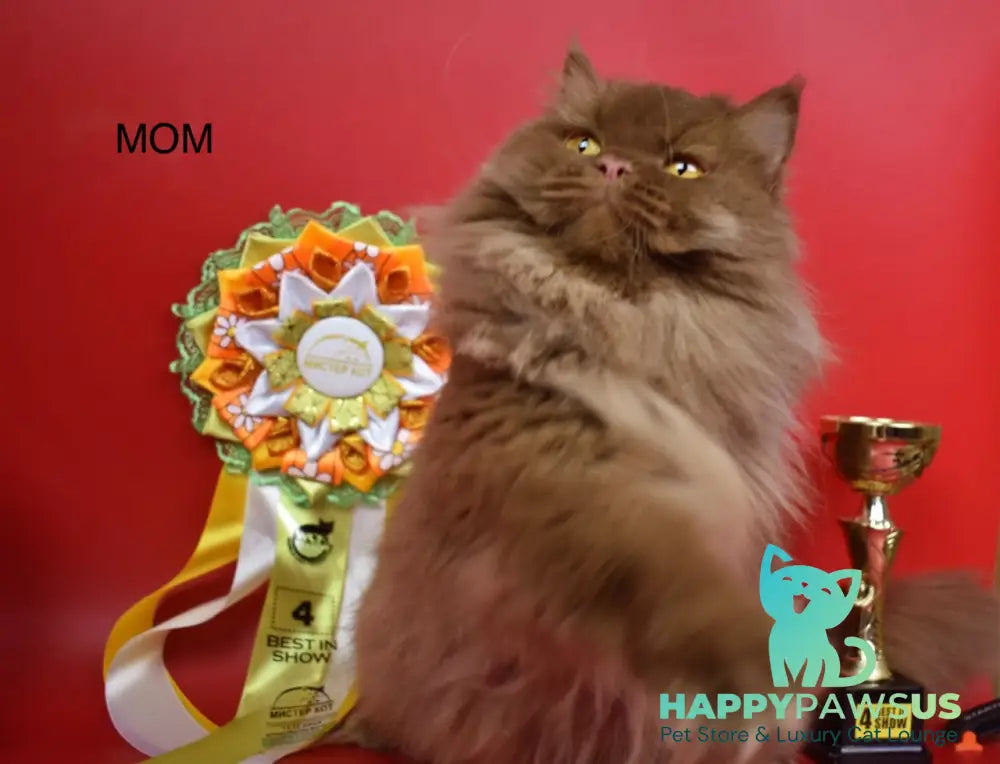 Wella Rose British Shorthair female сinnamon - live animals