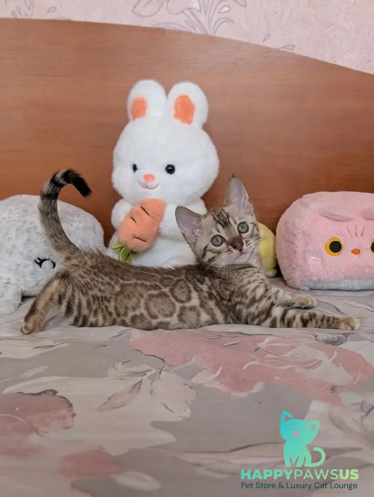 Wendy Bengal female black silver spotted tabby pointed live animals