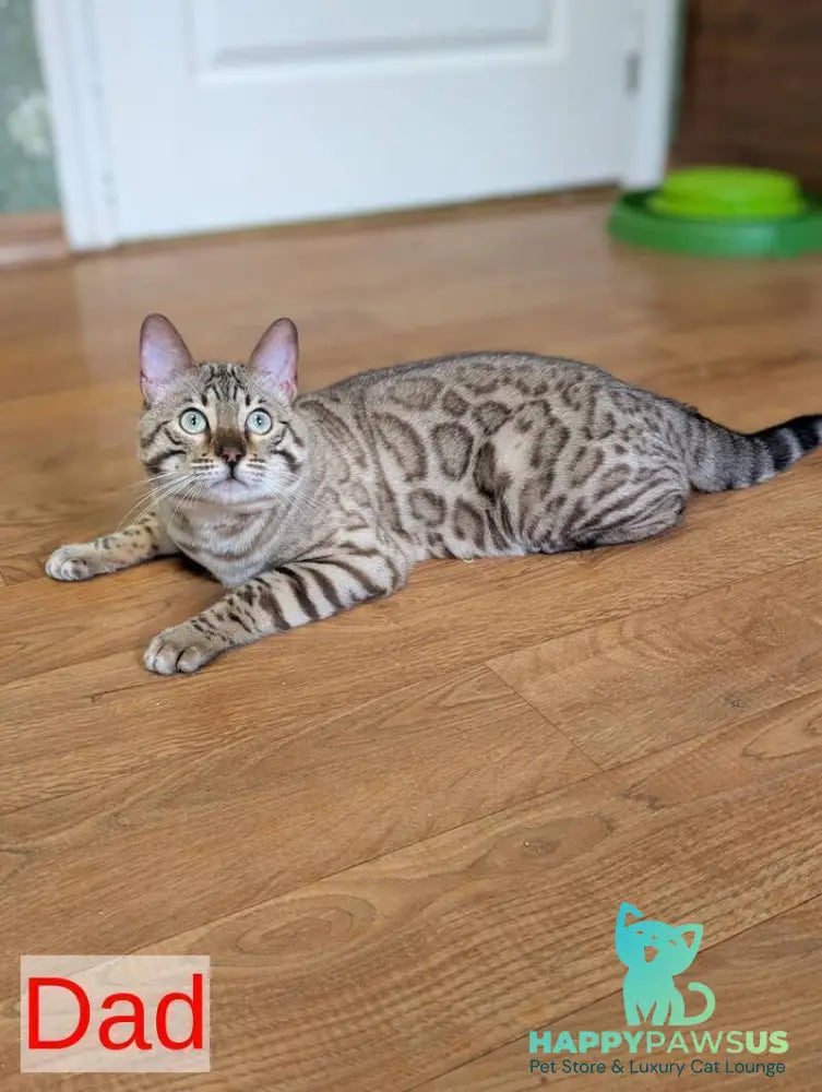 Wendy Bengal female black silver spotted tabby pointed live animals