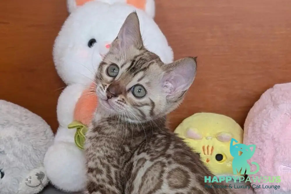 Wendy Bengal female black silver spotted tabby pointed live animals