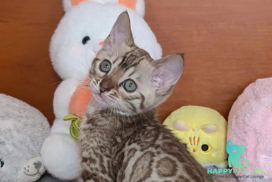 Wendy Bengal female black silver spotted tabby pointed live animals