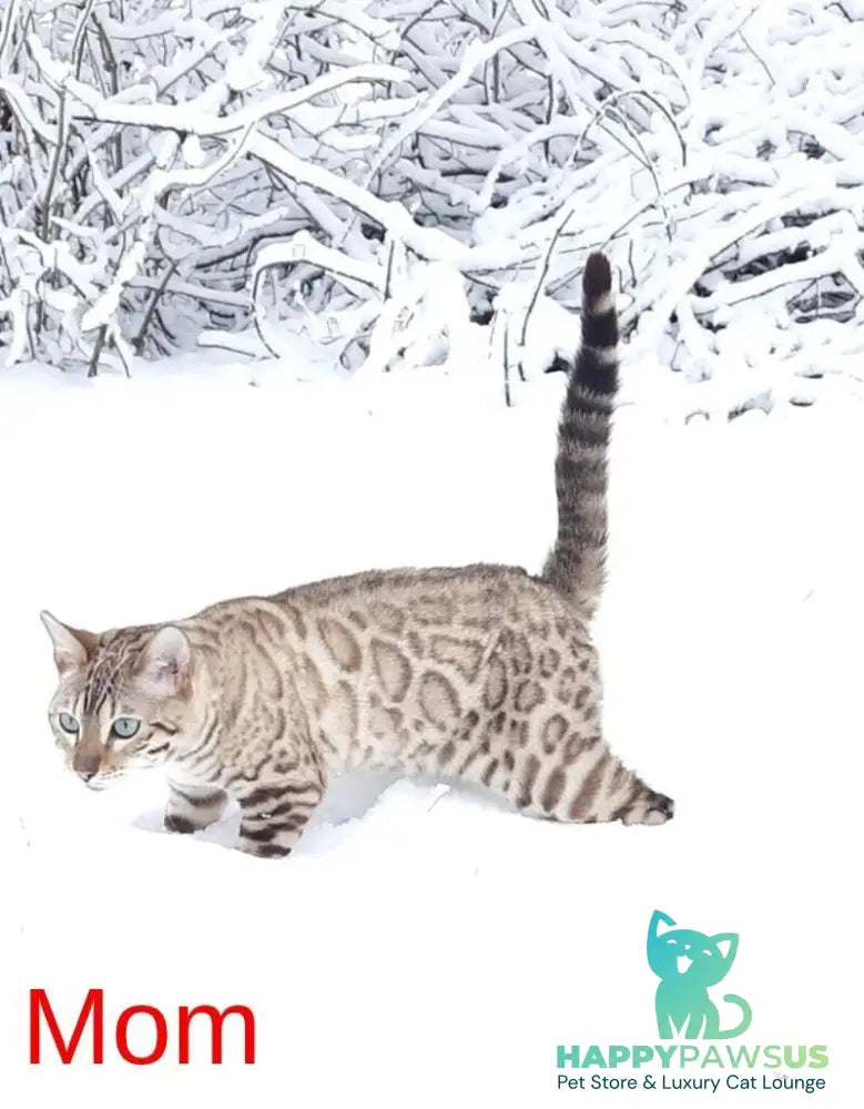 Wendy Bengal female black silver spotted tabby pointed live animals