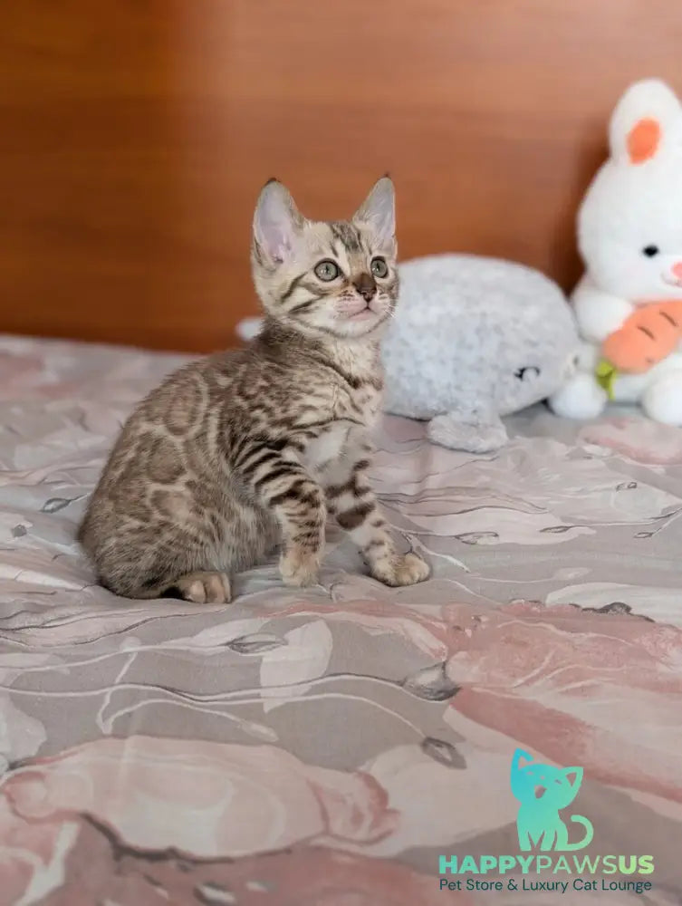 Wendy Bengal female black silver spotted tabby pointed live animals