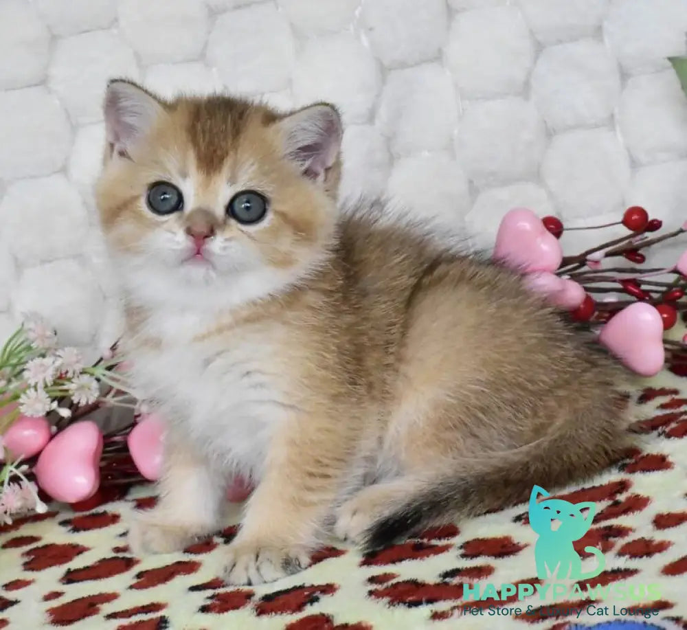 Wendy British Shorthair female black golden shaded - live animals